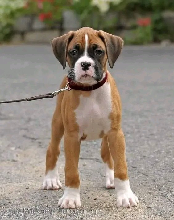 Great Photographs❤️❤️
.
.
.#boxer #boxerdog #dog #boxerlove #wildlife #viralvideo #TrendingNow #FIFAWomensWorldCup2023 #intimatevideo #XTwitter