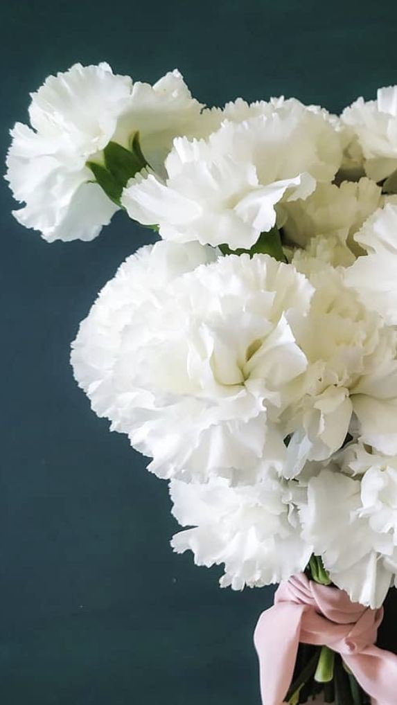 Dylanh_dbr's tweet photo. ⠀

⠀⠀⠀⠀⠀⠀⠀⠀⠀⠀↳  Carnations

⠀ https://t.co/Q02zzIBAJE