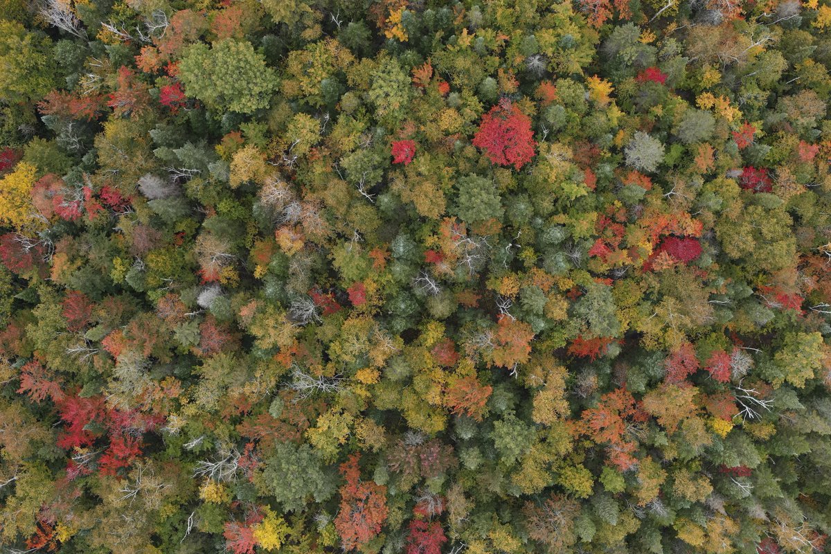 Arthur Ouaknine (@arthurouaknine) on Twitter photo 🌲🌎 Internship opportunity in Prof. <a href="/david_rolnick/">David Rolnick</a>'s lab at <a href="/Mila_Quebec/">Mila - Institut québécois d'IA</a> to investigate multi-modal self-supervised learning for forest monitoring.
📝 Info and application here: shorturl.at/nAHLY
📅 Deadline: April 15th, 11.59pm AoE. 🌲🌎 Internship opportunity in Prof. <a href="/david_rolnick/">David Rolnick</a>'s lab at <a href="/Mila_Quebec/">Mila - Institut québécois d'IA</a> to investigate multi-modal self-supervised learning for forest monitoring.
📝 Info and application here: shorturl.at/nAHLY
📅 Deadline: April 15th, 11.59pm AoE.