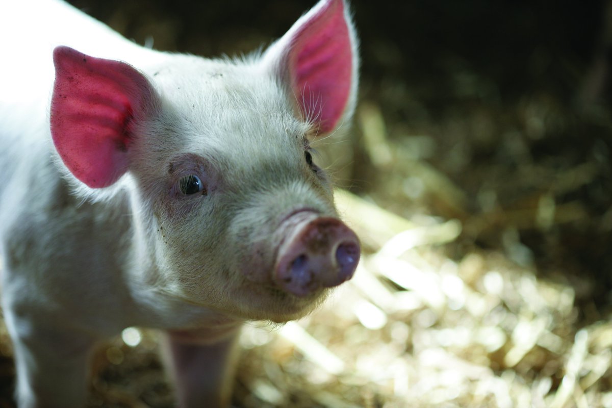 Check out our latest market commentary from Iain Macdonald, QMS Market Intelligence Manager, discussing the early signs of a seasonal uplift in the pig market: 📰 Read more: qmscotland.co.uk/news/pig-marke…