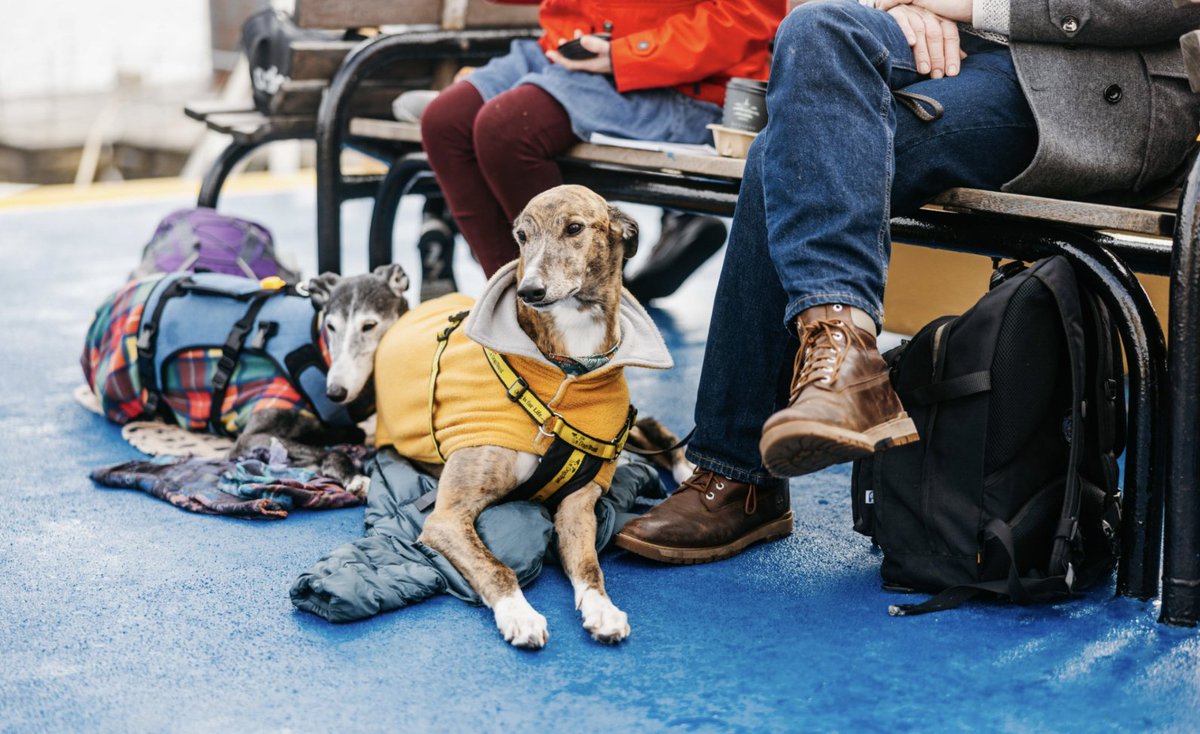 Experience the slower pace of island life with your four-legged friend. You can travel with your dog with ease on Scillonian III and on Skybus from our Land’s End and Newquay routes. Read more here: islesofscilly-travel.co.uk/plan-your-trip…