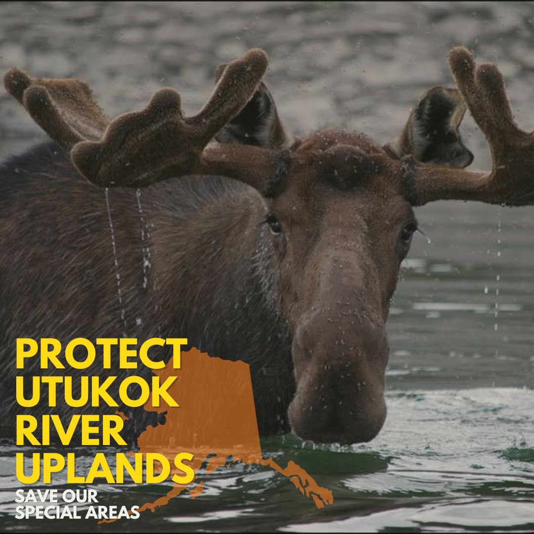 The Utukok River Uplands Special Area empties into Kasegaluk Lagoon (another Western Arctic Special Area) and winds through some of the lushest grassland in the country. This is our chance to make a major impact on the Arctic’s Special Areas. #AmericasArctic