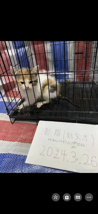 Chinese texting eachother, excited that kitten stayed alive 4 hours during electrocution and peeling his skin off. #BoycottChina, Chinese diplomats ignore protestors of #CatAbusersChina . #China wont outlaw/ punish abuse. @taylorswift13 Do Chinese cats matter or just American…