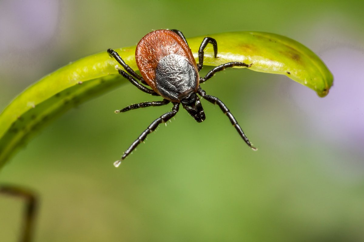 The @CLAtweets is urging greater awareness of ticks as they carry pathogens that cause infections such as Lyme disease. @UKHSA launched its annual tick awareness campaign coinciding with Tick Bite Prevention Week 24-30 March. pic = @Erik_Karits bit.ly/3vvTYzU