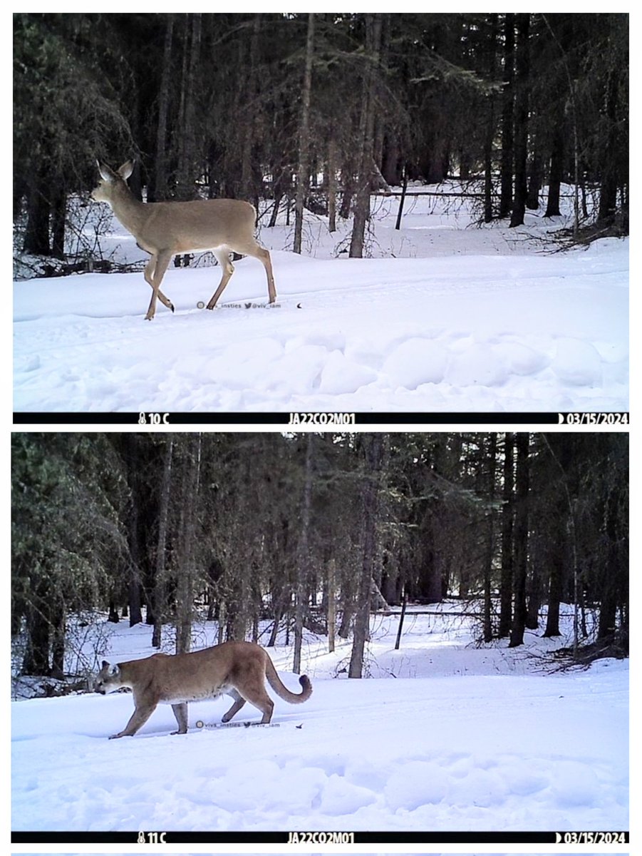 I love it when the critters walk in the exact same spot, allowing for a great size comparison photo! #mountainlion #whitetaildeer #NaturePhotography #albertawildlife 🦁🐾🦌