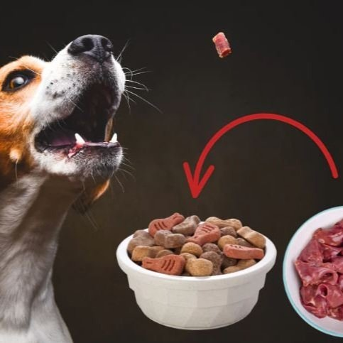 Do you care WHAT you feed your pet? Frozen liver can be a vital part of a great raw diet for your dog. Find out why it's called a superfood for dogs at sunraisedfoods.com/pet-treats/raw…. 

#rawdiet #solarsheep #montgomerysheepfarm #sunraisedfoods #pettreats #superfood #liver