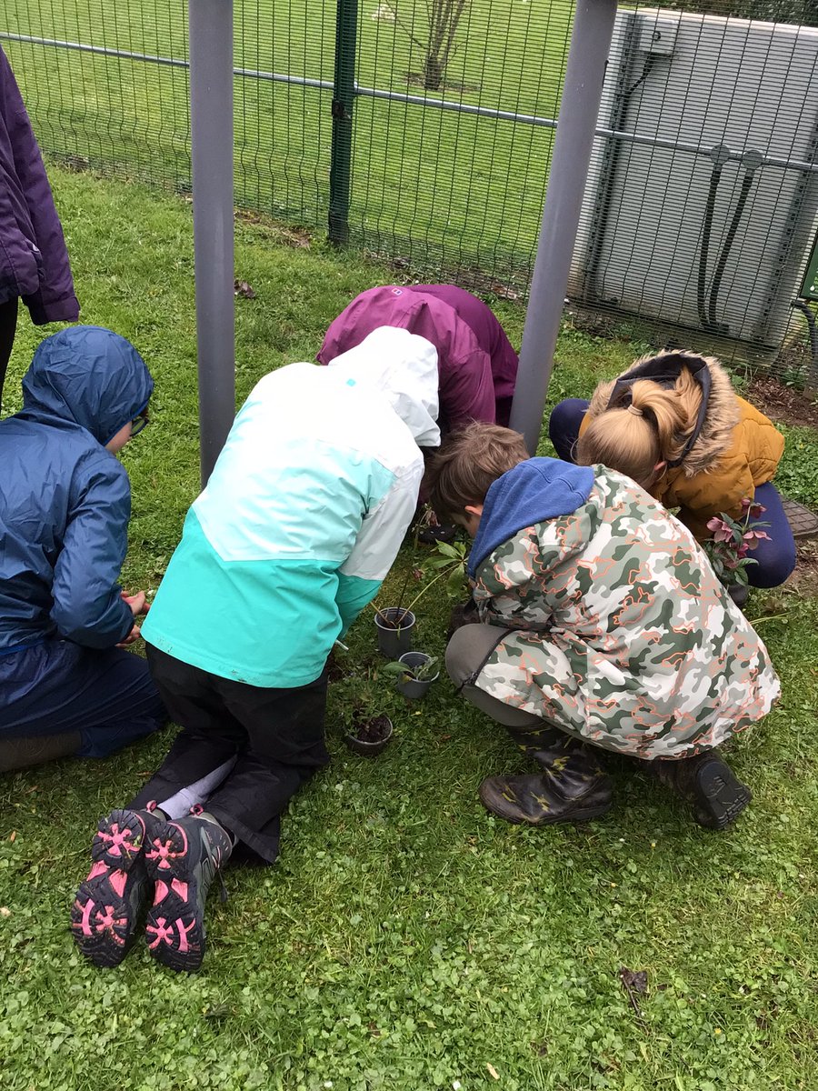 Today we have planted flowers out by the front of school. Thank you to the parent who donated them and to the Year 6 pupils who have done an excellent job of planting them. @NatForestCo @WoodlandTrust @Muddyfaces #jtmatwellbeing #elsawellbeing @JohnTaylorMAT