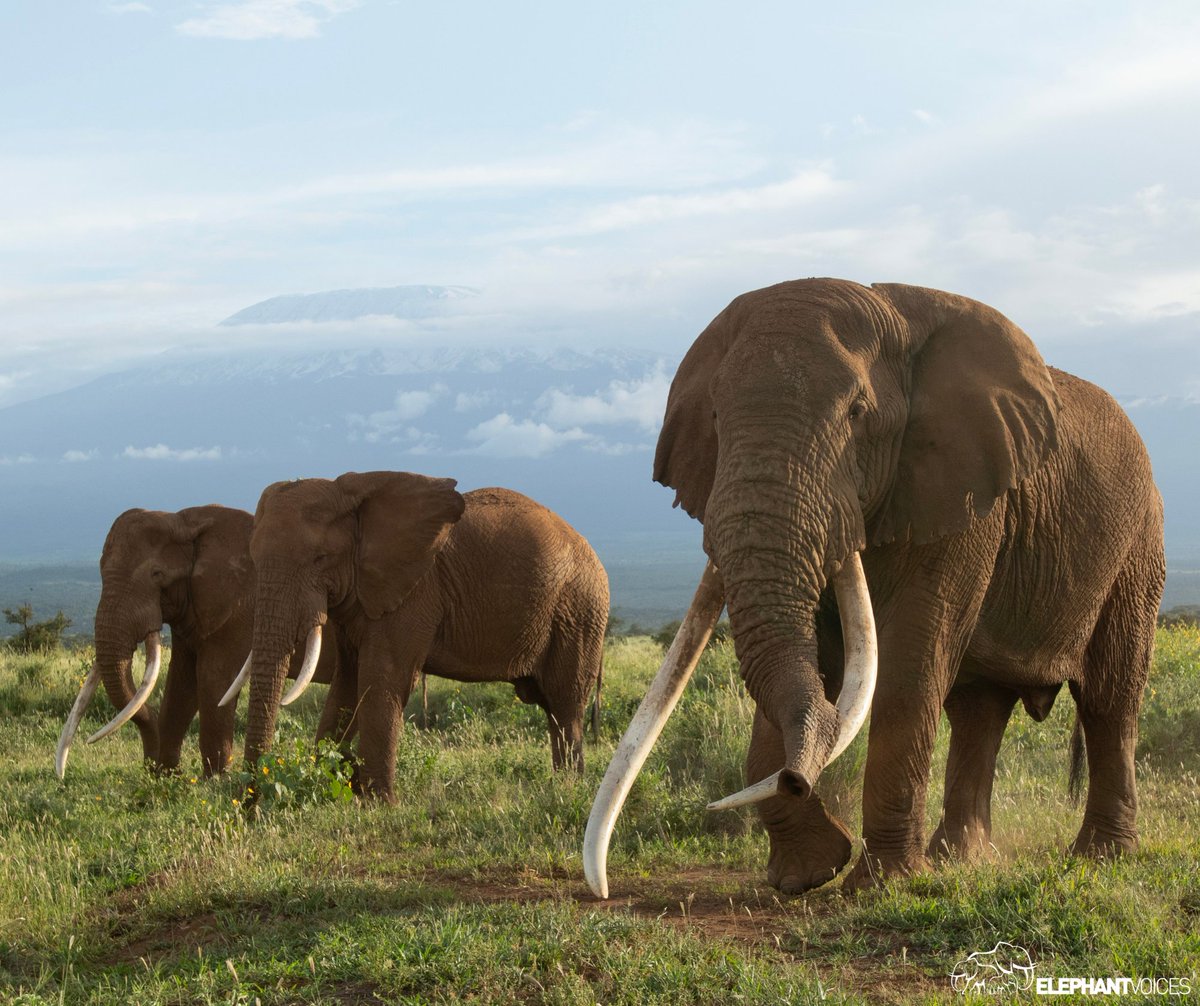 URGENT: Distressing news has reached us: another elephant hunt has commenced in Tanzania targeting Amboseli's elephants. The Governor of Kajiado County, Kenya has voiced his concern. We now urge Kenya’s other leaders & people to urgently speak out & put an end to the killing.