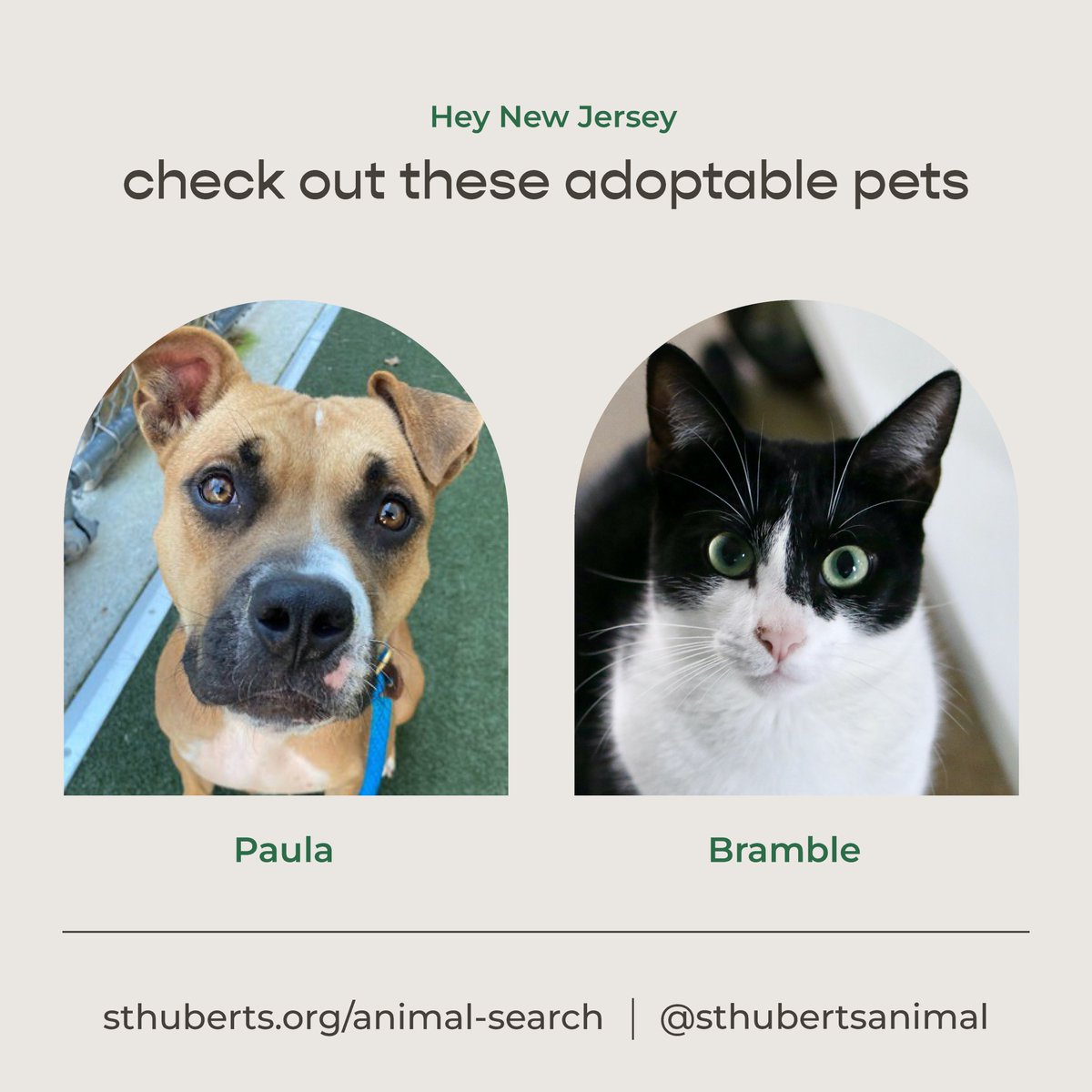 Freshpet's tweet image. Introducing our March Pets of the Month from @sthubertsanimal and the @PSPCA! These amazing animals are looking for their forever home, and they&apos;d love to meet you! 💚 #AdoptablePets