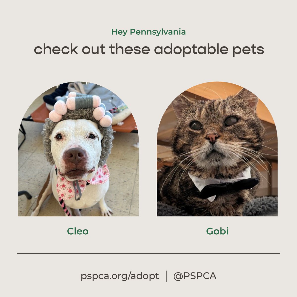Freshpet's tweet image. Introducing our March Pets of the Month from @sthubertsanimal and the @PSPCA! These amazing animals are looking for their forever home, and they&apos;d love to meet you! 💚 #AdoptablePets