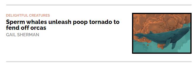 TBH if I spotted an orca in the sea that I was swimming in, I'd unleash a poop tornado...