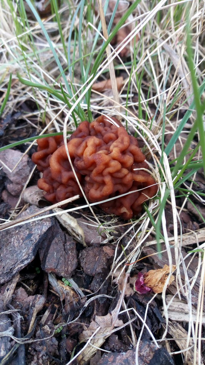 LX8111's tweet photo. Garden gyromitra. Same place as last year. #Pilze #Mushroom #Fungi #Frühjahrsgiftlorchel #GyromitraEsculenta #FalseMorel #Garten #Garden. https://t.co/cV0owimy1j