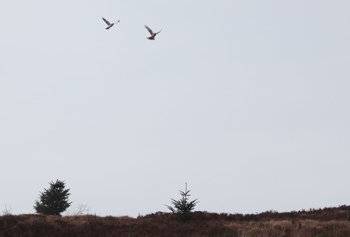 We have had lots of hen harrier sightings this week. Both males and females hunting and displaying across the moorland. We love this time of year! 📷Guy Broome