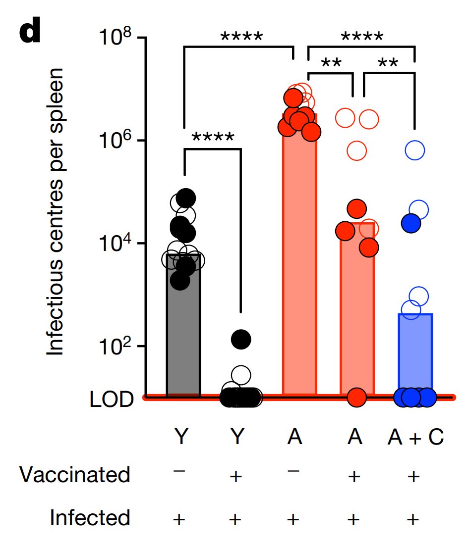 DrSamuelBHume's tweet photo. Every now and then a discovery is made that reveals a completely new concept - here's one of them

As we age, we lose immune function. One reason is that cells of the innate immune system are produced at the expense of adaptive immune system cells (B and T cells) 

This happens because of an ageing-associated expansion in myeloid stem cells, which mainly produce innate immune system cells

Ross et al. treated aged mice with antibodies that deplete these myeloid-producing stem cells, which was sufficient to rebalance the production of innate and adaptive cells 

The consequence is that aged mice conditioned with these antibodies produce better immune responses and suffer less from infection - almost to the same extent as young mice

This kind of idea could well be expanded far beyond improving immune responses - exciting times

Study: https://t.co/ziHhivr6B5