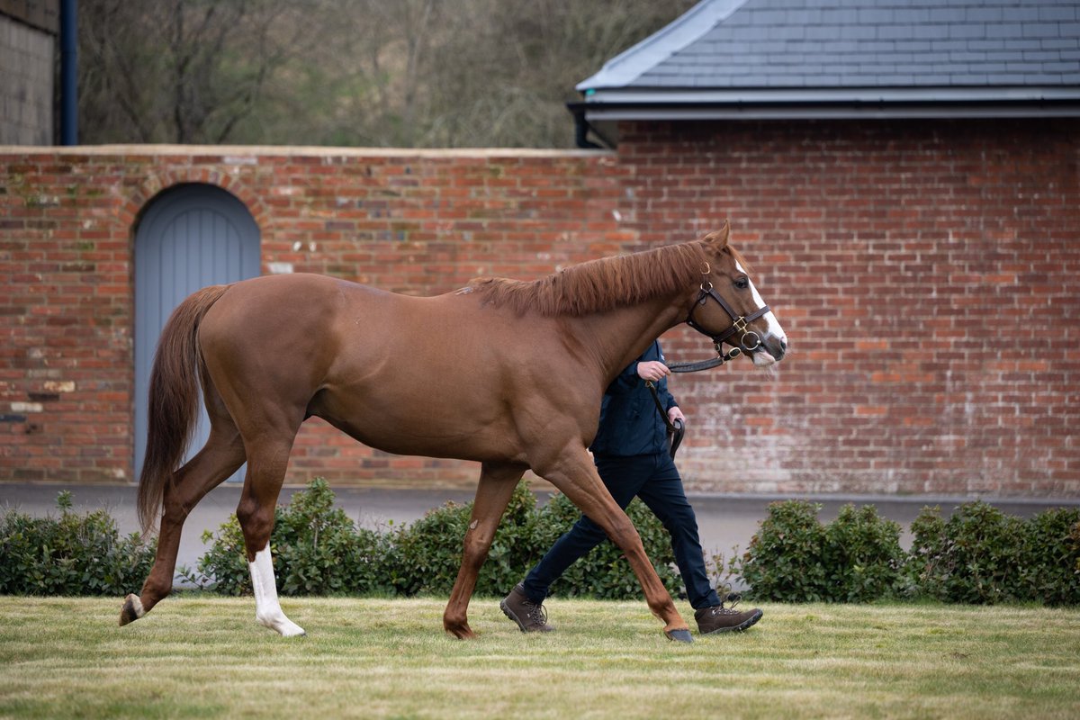 First mares are in foal for DUBAI MILE who’s shown here looking fantastic at the Manton Park stallion parade 🤩 Mantonpark.com