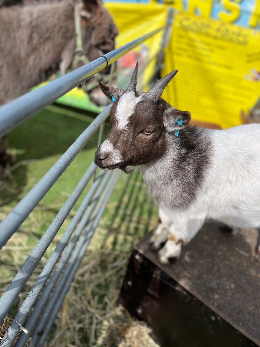 Our Wakefield central mental health support team practitioners spent the morning at Sunbeam Family Hub talking to children, parents and carers about their mental health and wellbeing. They also enjoyed spending time with adorable animals, what a great mood booster! 🌟🐐