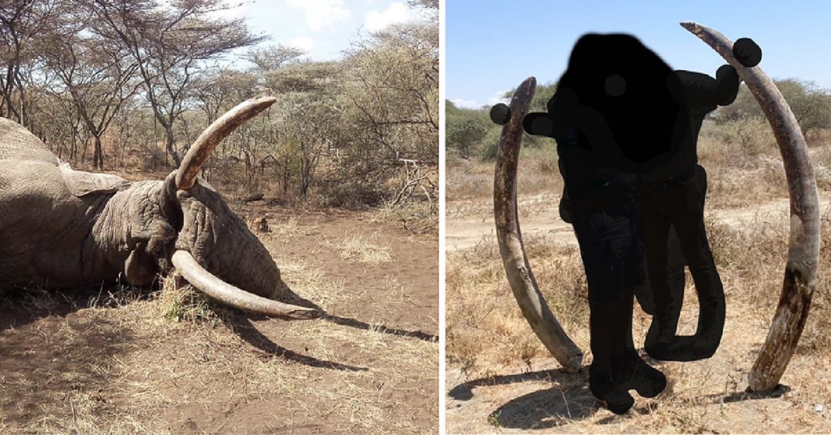 🚨🐘🚨🐘🚨🐘🚨🐘🚨🐘🚨🐘🚨
Fourth Amboseli Tusker Killed in TZ
 If not done yet, please sign the petition.
CC:
@WilliamsRuto 
@KWSKenya 
@magicalkenya 
@SheldrickTrust 
@TsavoTrust 
UPDATE
@africageo received pictures of the first hunt - Amboseli Supertusker Gilgil