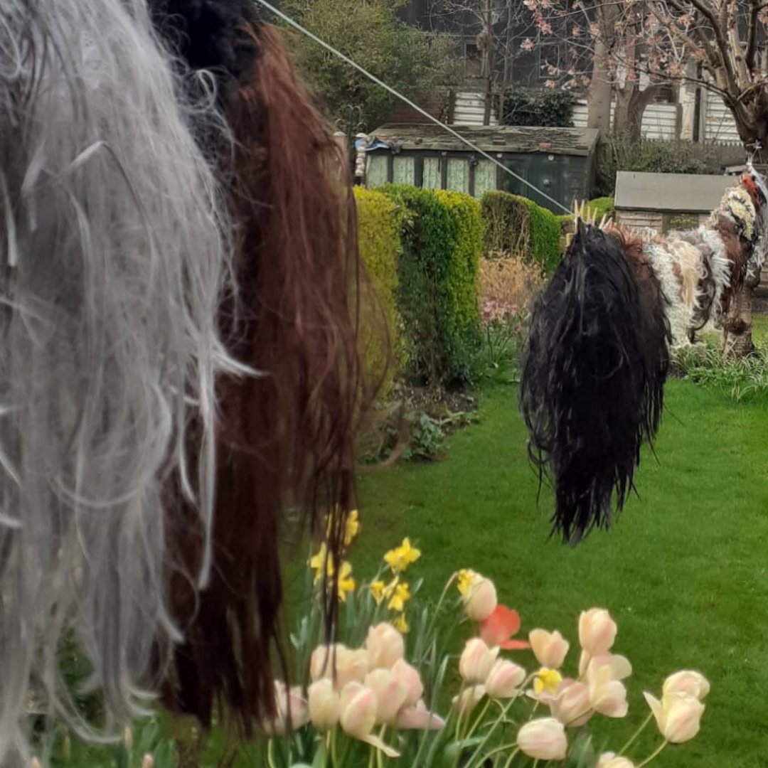 Spring has sprung in Sheffield!  We're back from @PACTZollverein for a short break before the next performance of Signal to Noise @mousonturm in Frankfurt. Wigs should all be dry by then 🙏. #FE40 bit.ly/3HWW52c #howtodryawig #glamorouslives #SpringhadSprung
