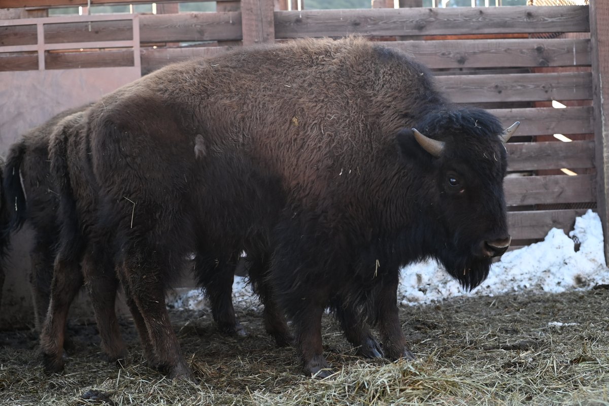 Last week Denver Parks and Recreation transferred 9 buffalo to the Northern Arapaho Tribe and Eastern Shoshone Tribe on the Wind River Reservation. 📸: Cait Fallon