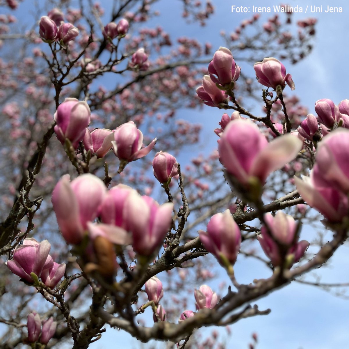 Wir wünschen euch eine schöne Osterzeit! 🌼🌈 ☀️ 🐣 🐰 Vielleicht nutzt ihr die Zeit ja für einen Spaziergang. In Botanischen Garten der @UniJena etwa verbreitet derzeit die Magnolienblüte Frühlingsstimmung. 🌸