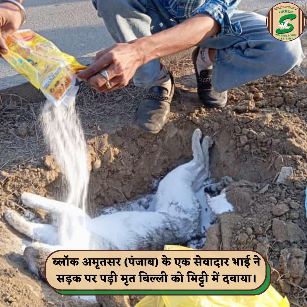 GreenSwelfares's tweet photo. Shah Satnam Ji Green 'S' Welfare Force Wing volunteers, carrying kindness in their hearts, respectfully buried a deceased cat picked from the road, contributing to road safety for everyone. Their compassionate deeds reflect the essence of humanity. #AnimalSafety #RoadSafety #DeraSachaSauda