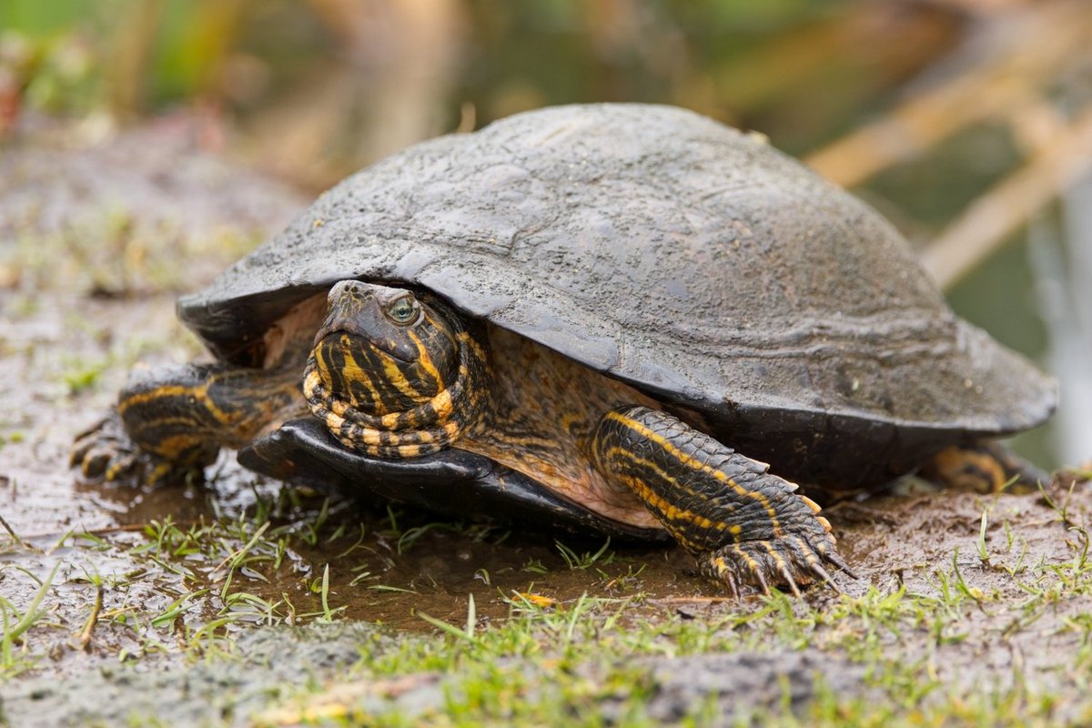 I'm getting used to coming home wet and muddy, however this terrapin I spotted this morning at Ford Green Hall seemed more at home in it than me. #wildlifephotography #terrapin #NaturePhotography