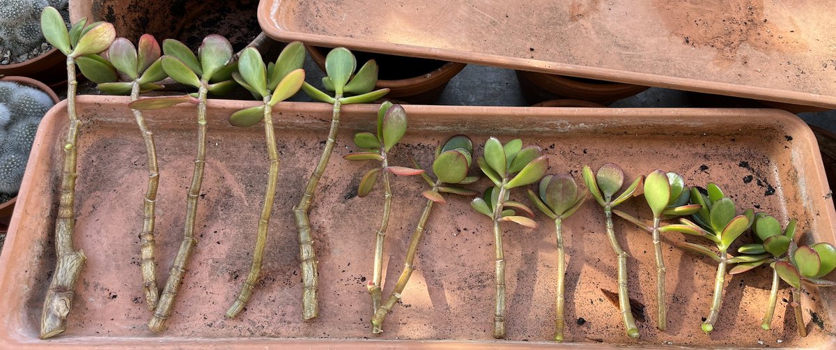 I offered these 14 #jadeplant #moneyplant cuttings to neighbours on local Facebook group & got my hand bitten off by people wanting them. It’s lovely that they’re so wanted, lovely that they didn’t end up in compost, & lovely people are keen to have & grow plants. #plantsforfree
