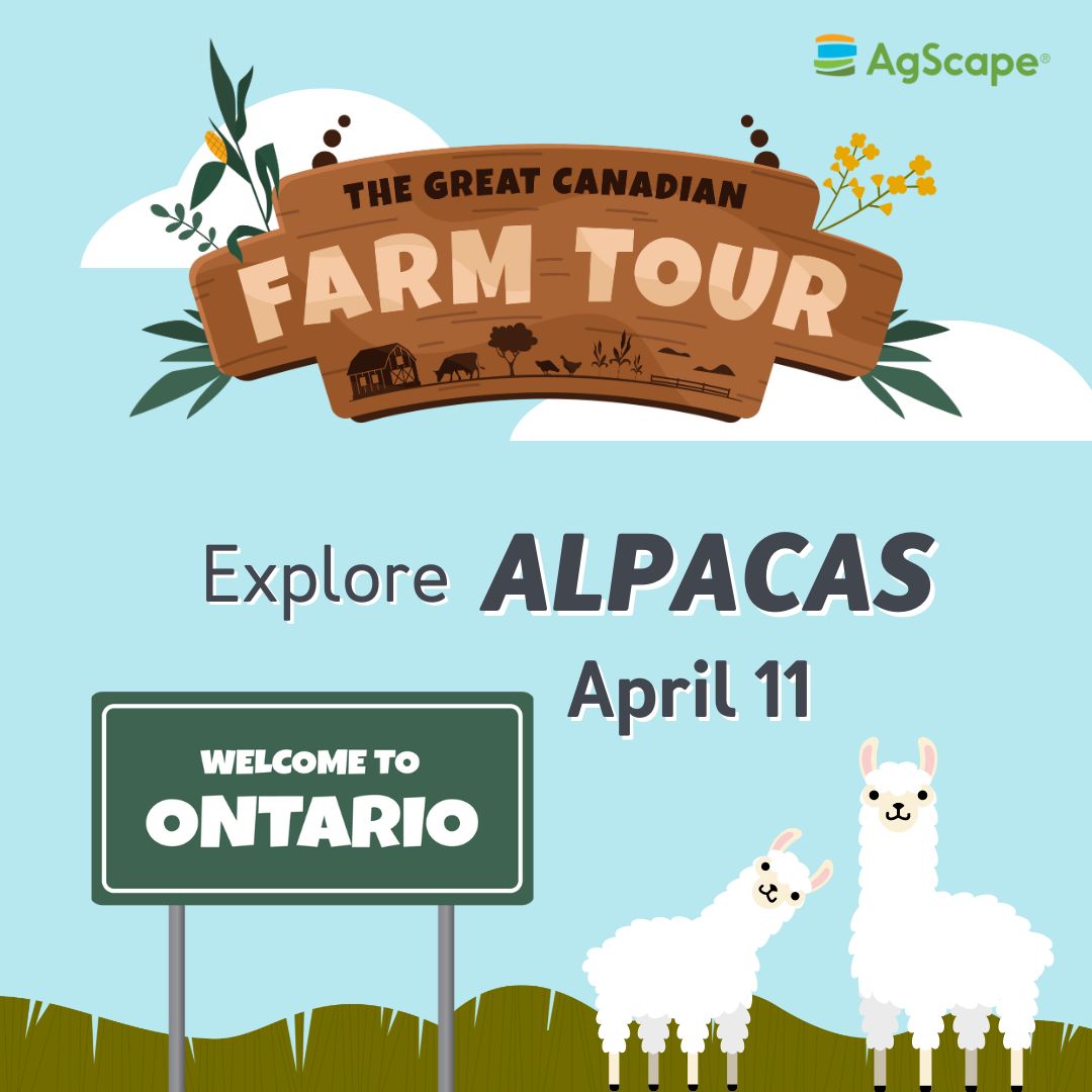 Take your K-6 students to an alpaca farm on April 11 at 1 p.m. EST with the Great Canadian Farm Tour Season 3! You and your students will get the opportunity to virtually explore Meadowview Alpaca Farm in Bruce Mines, Ontario. Register today: ow.ly/JVPY50R4mlO @AITCCanada