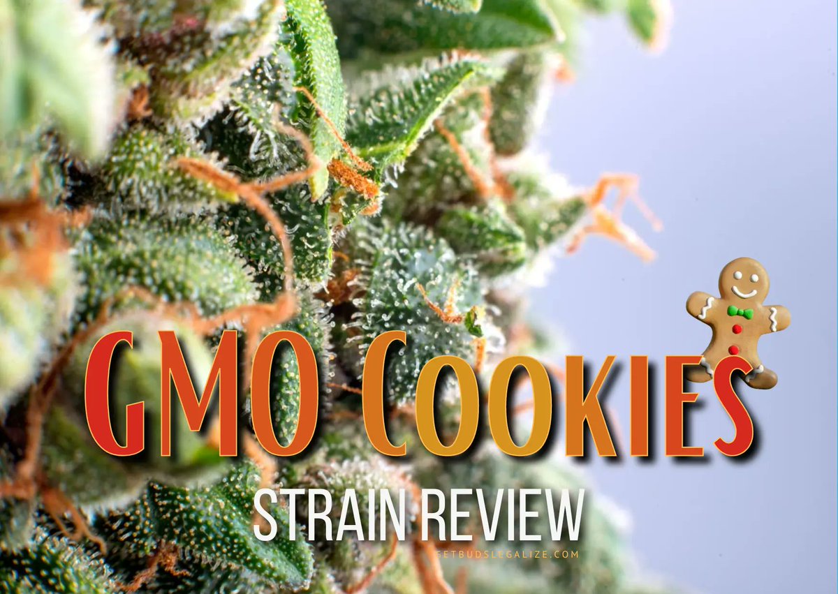 getbudslegaliz's tweet image. GMO Cookies Strain Review &amp;amp; Growing Guide: Unveiling The Potent Hybrid getbudslegalize.com/gmo-cookies-st… 
#GMOCookies
#StrainReview
#GrowingGuide
#CannabisCommunity
#CannabisCulture
#GrowYourOwn
#CannabisGrow
#THC
#Indica
#HybridStrains
#CannabisEducation
#MedicalCannabis