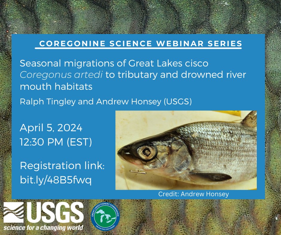 Do ciscoes swim south for the winter? Join us at the next #CoregonineSciSeries to find out! 

Next Friday, April 5, at 12:30PM EST Ralph Tingley and Andrew Honsey (USGS) will discuss cisco migrations. Register here: bit.ly/48B5fwq 
#GreatLakesSci #CiscoInferno