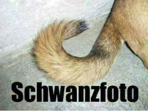 TheoGottwald's tweet image. Gut, eigentlich mache ich sowas nicht, aber dann habe ich für Dich auch ein Schwanzfoto.

#German #textrefinement #languagecorrection #tweet