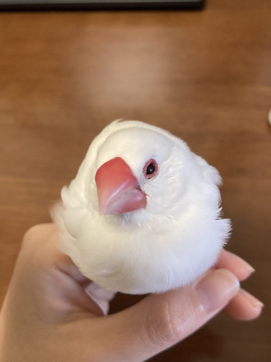 347ki's tweet photo. 亡くなる前の日もこんなお顔して見上げながら、保温箱の中からだっこだっこって一生懸命バタバタしてたの　ずっと寝てたのに　ちょぴちゃん https://t.co/JOpDBMCCT6