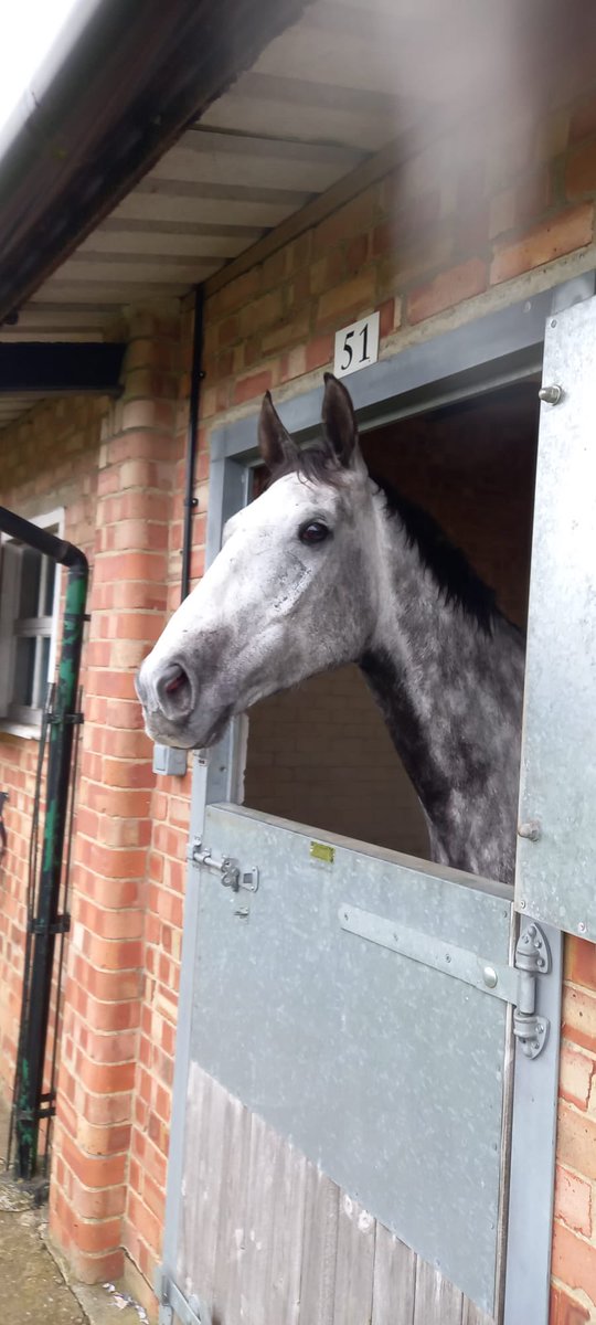 Royal Mer wins for the 4th time over fences this season @WetherbyRaces under @jacktudor9 for owner @sutto821. Another super performance 🥇#42