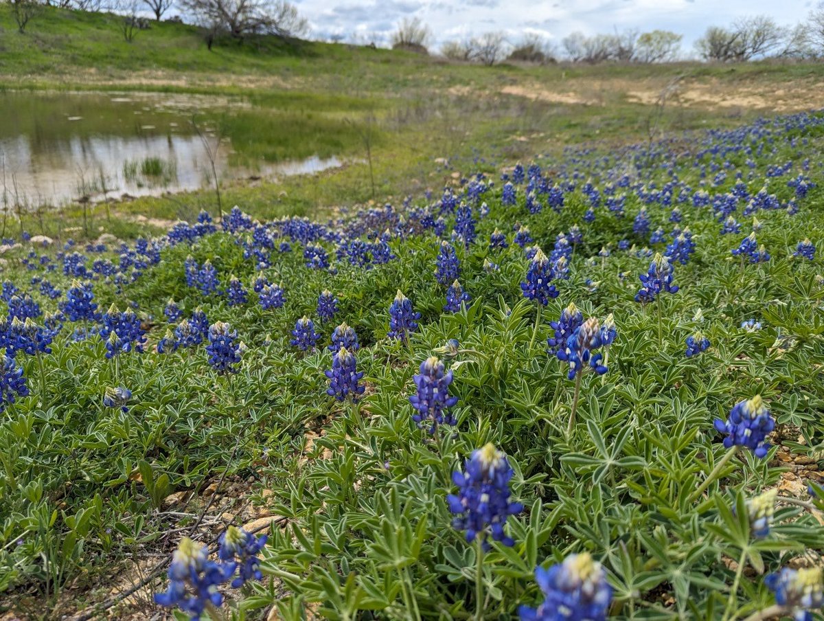 Pictures of roadsides filled with Texas bluebonnets are common in spring every year. This species also occurs in grazed grasslands and savannahs at much lower densities. In shallow rocky soils they can be abundant like on roadsides. #spring #wildflowers #nature