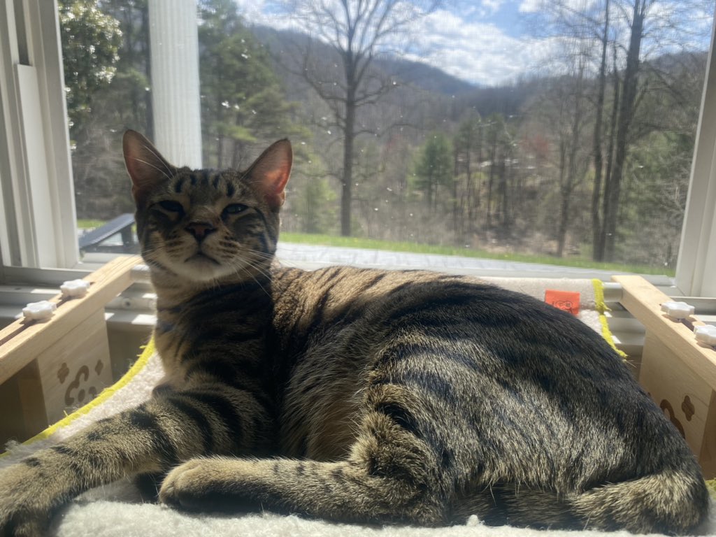 Anyone else have a work buddy? #cats #hemule