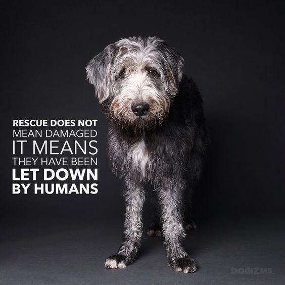 #Rescue doesn't mean damaged.  It means they have been let down by #humans.

#Dogs #Dog #AdoptDontShop #AdoptAFriend #FourFootedFriend #GoodDog #BestFriend #DogsAreLove