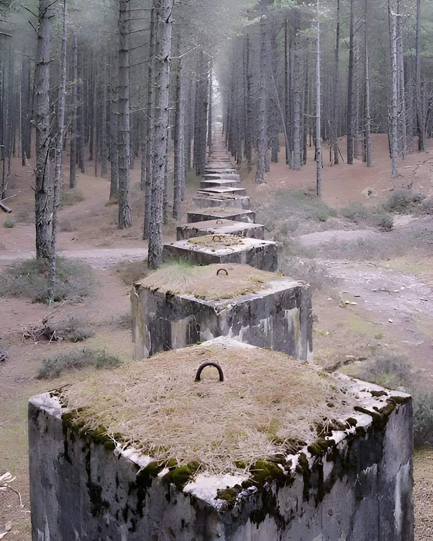 Anti tank blocks in the woods Of Lossiemouth, Scotland.😲