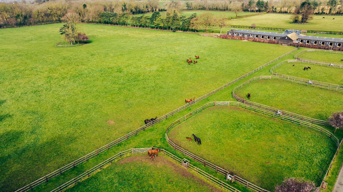 📸Did you know Barton Stud has 300 acres of prime grazing? The fertile land provides exceptional grazing for horses and a good covering of grass throughout the year. #BartonStud #Horse #HorseStud #Foals