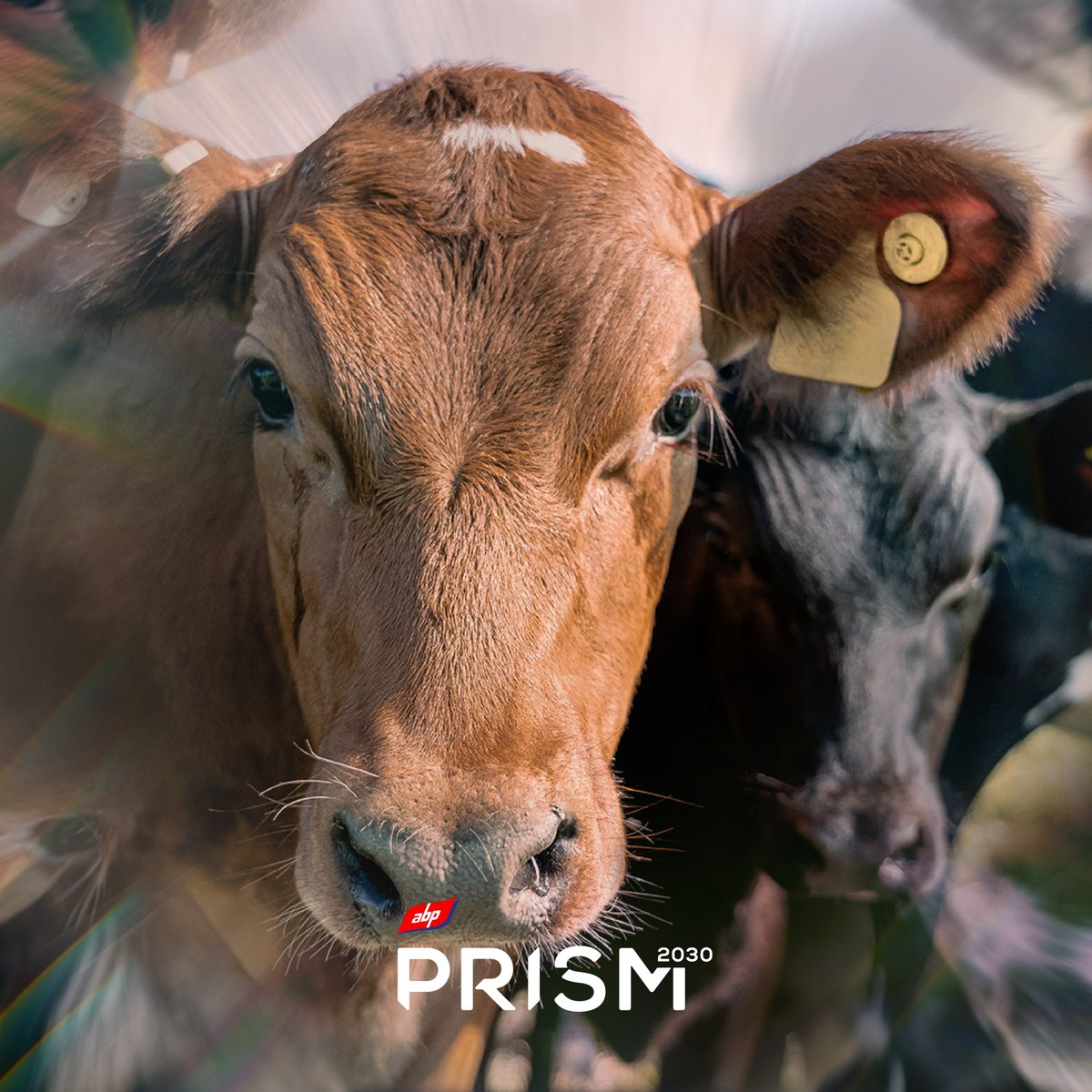 🌱We've covered a host of informative and thought-provoking topics throughout our #PRISM2030 online meetings this year. Please comment below with beef & sheep related topics you would like to discuss, or speakers you would like to hear from this year👇