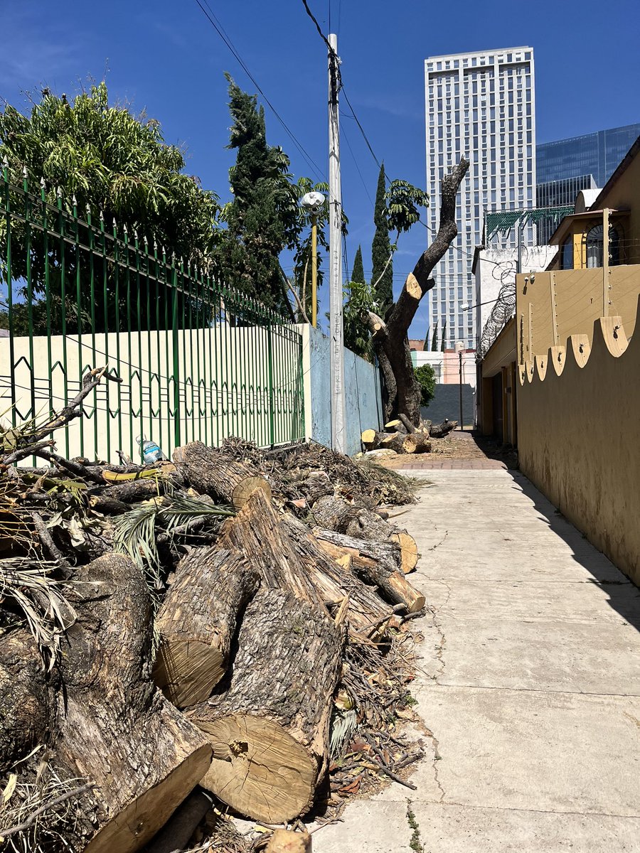 Me imagino que esta “poda” tuvo autorización de <a href="/GuadalajaraGob/">Gobierno de Guadalajara</a> <a href="/arboristgdl/">Pablo Garcia</a> en el andador entre la calle Regidores y Colegio Militar, entre las calles Acatempan y Ayuntamiento, Col. Ayuntamiento, un lado de la Asociación del Heroico Colegio Militar.