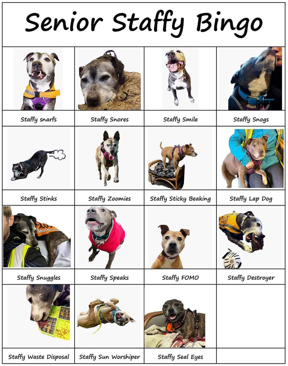 Senior Staffy Club Dog Rescue tweet media