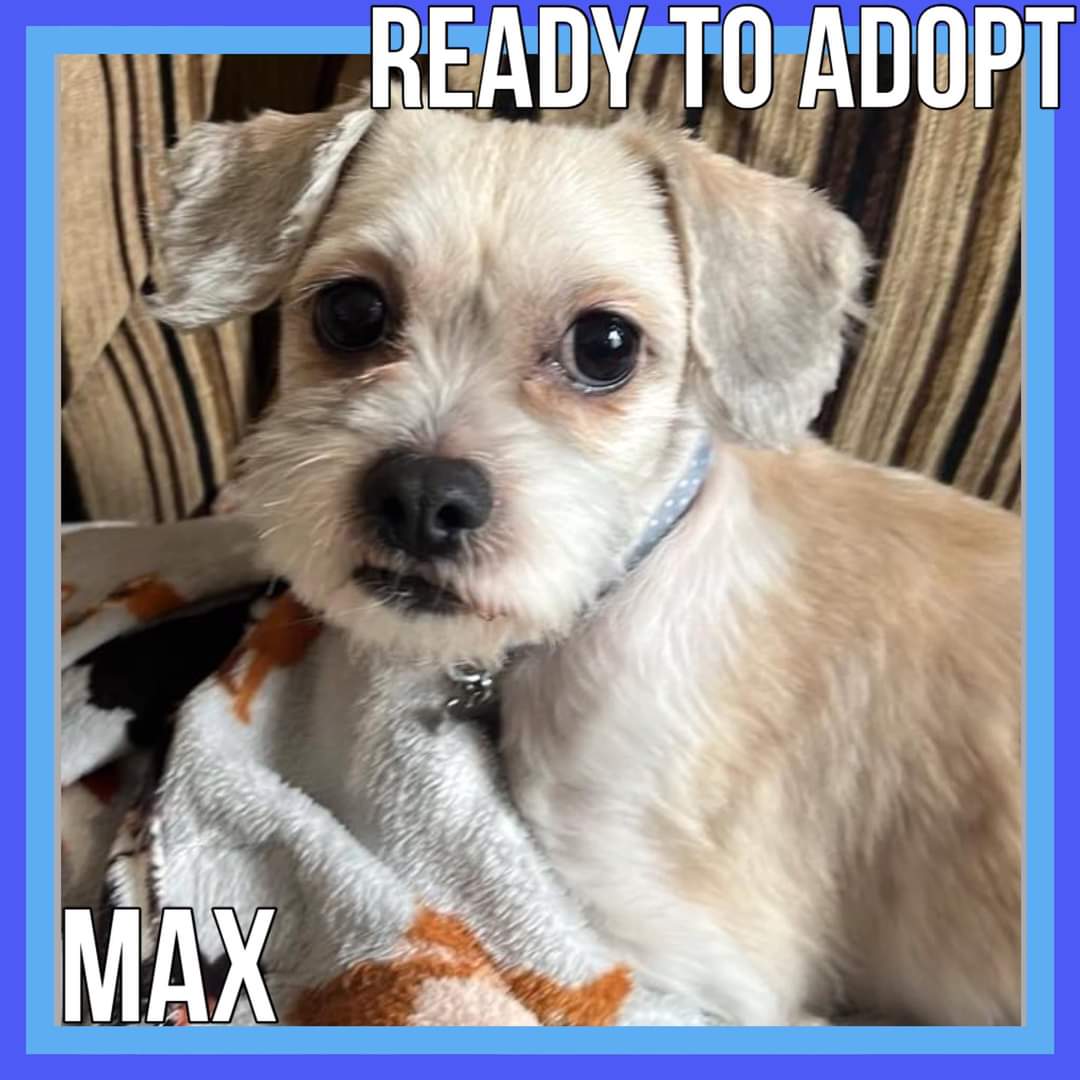 MAX IS NOW AVAILABLE FOR ADOPTION. Please read his write up, criteria and adoption process carefully BEFORE filling in an application of interest in the link below. cognitoforms.com/ShihTzuActionR… #shihtzuactionrescue #AdoptDontShop #adoptme #rescueismyfavouritebreed