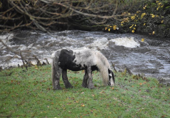 Art of the Day: 'Horse and river merging'. Buy at: ArtPal.com/paul9?i=253592…