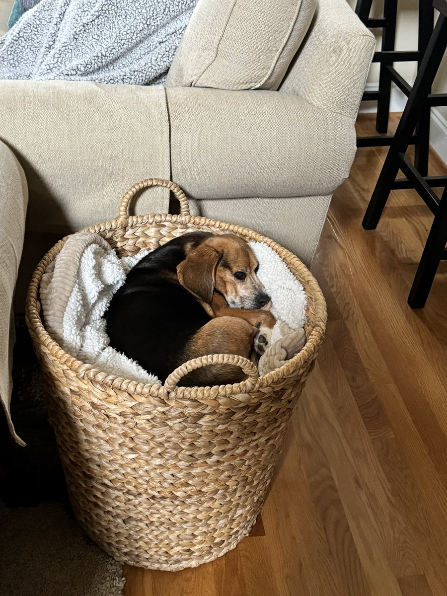 Where do you find your beagle after the morning walk. Where else … a beagle in a basket!! 🐶🐾