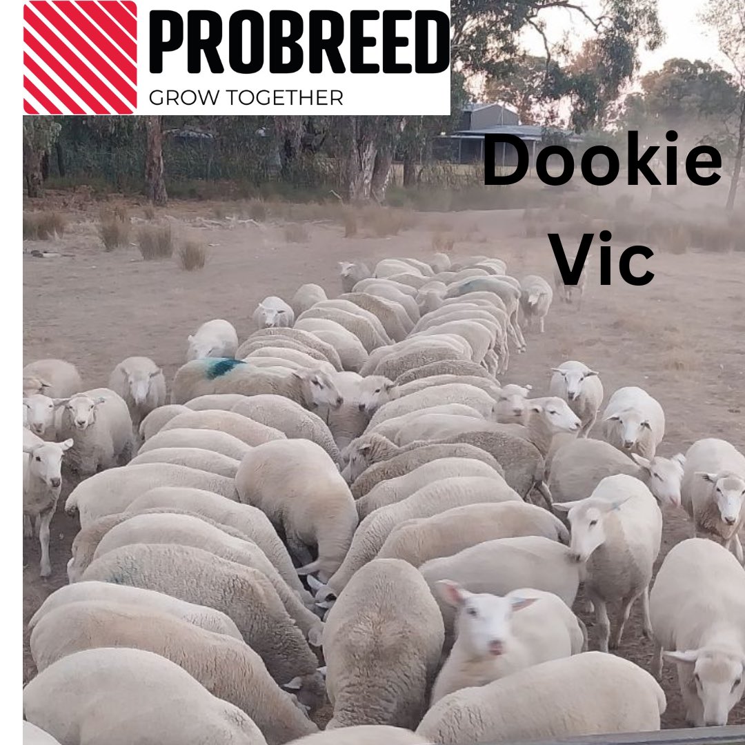 ProBreed's tweet photo. ProBreed client setting up for a successful Ewe Lamb mating in Northern Victoria. Rams to come out in a week. The feed ration will be backed off slightly after Rams come out until the break.
#ProBreed #MaternalEfficiency #ProductionEfficiency #PrimeLambs #PrimeLambsSystems #JoiningEweLambs #FeedingForProduction