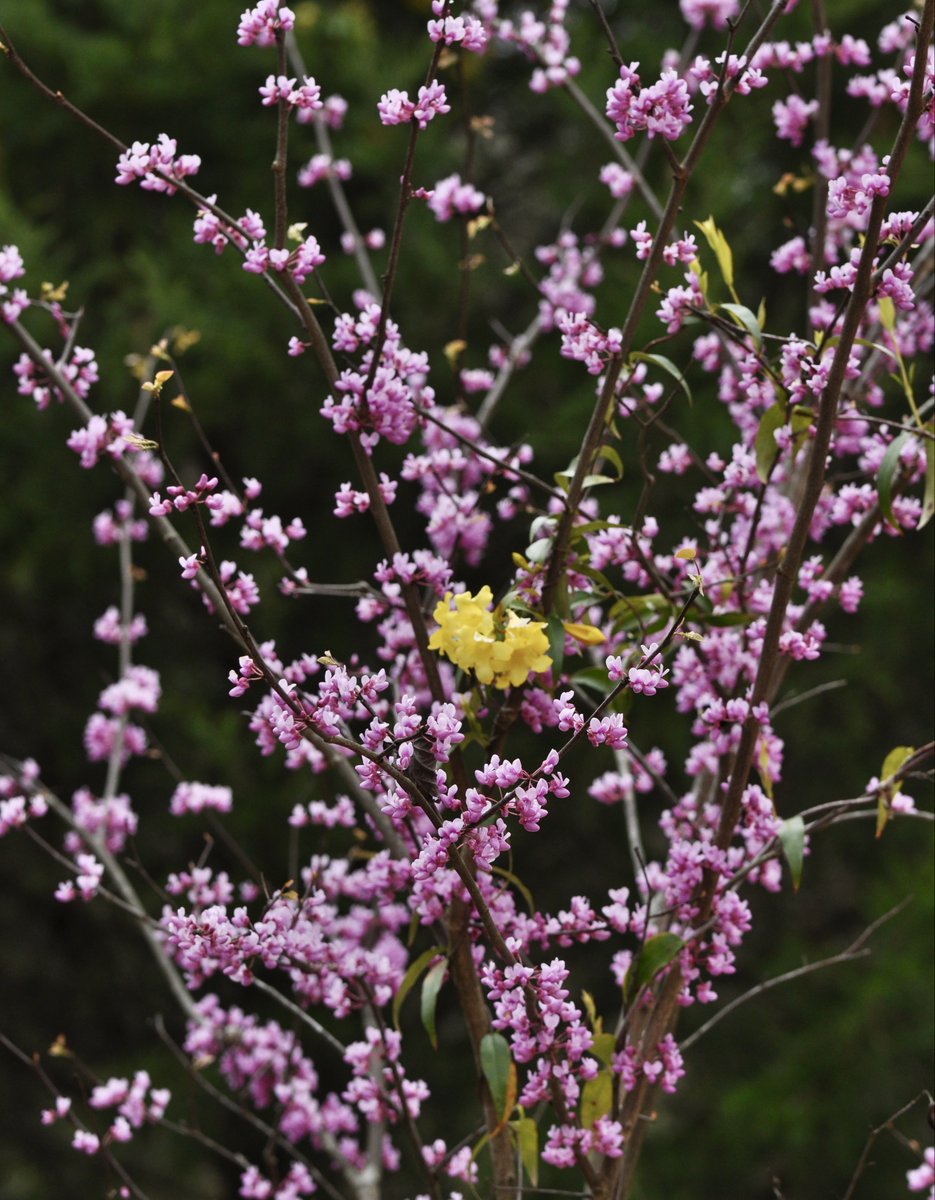 *Main Garden Holiday Hours* Friday 3/29: Closed Saturday 3/30: 9 a.m. to 5 p.m. Sunday 3/31: 1 to 5 p.m. Our other gardens and natural areas, including Coker Arboretum and the Piedmont Nature Trails, are open every day, dawn to dusk. Plan your trip at ncbg.unc.edu/visit.