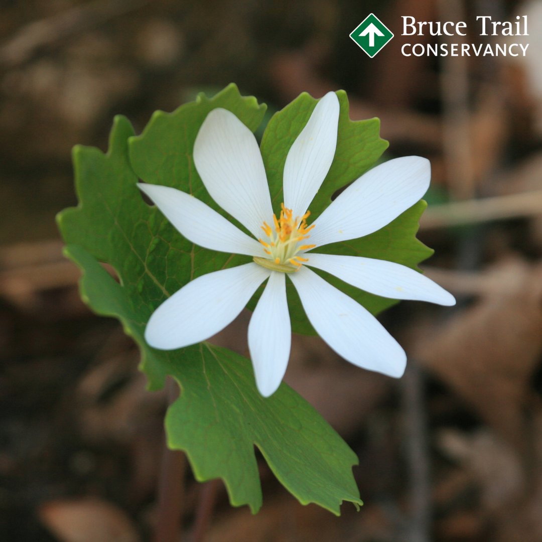 We hope you can enjoy some spring flowers along the #BruceTrail this long weekend! The Bruce Trail Conservancy head office will be closed from 4 pm Thursday, March 28 until 9 am Tuesday, April 2. 📷 Bloodroot | B. Popelier