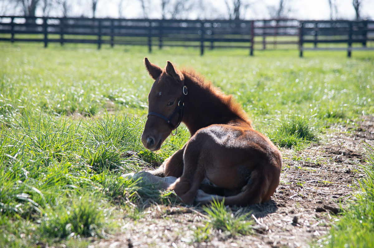 TaylorMadeSales's tweet photo. Afternoons are meant for soaking up sunshine! โ๏ธ๐ด
#TaylorMadeFarm #FoalLife #PaddockLife #Foal https://t.co/SAmWEQLahP