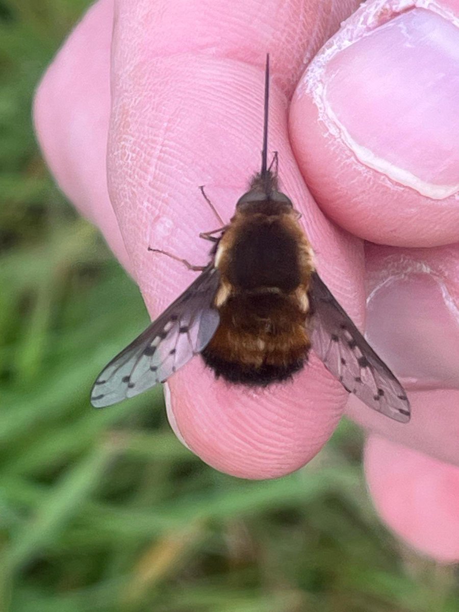 Lucky to have some well-managed farmland in South Staffs &amp; walk this morning produced 6+ Corn &amp; 5+ Reed Bunting, c20 Yellowhammer, c50 Linnet, pair Stonechat &amp; 2 Raven. Highlight though was a Staffs ✅ Dotted Bee-fly, still a rare insect in the county <a href="/DWEmley10/">David Emley</a> <a href="/handles4forks/">Andy Roberts</a>