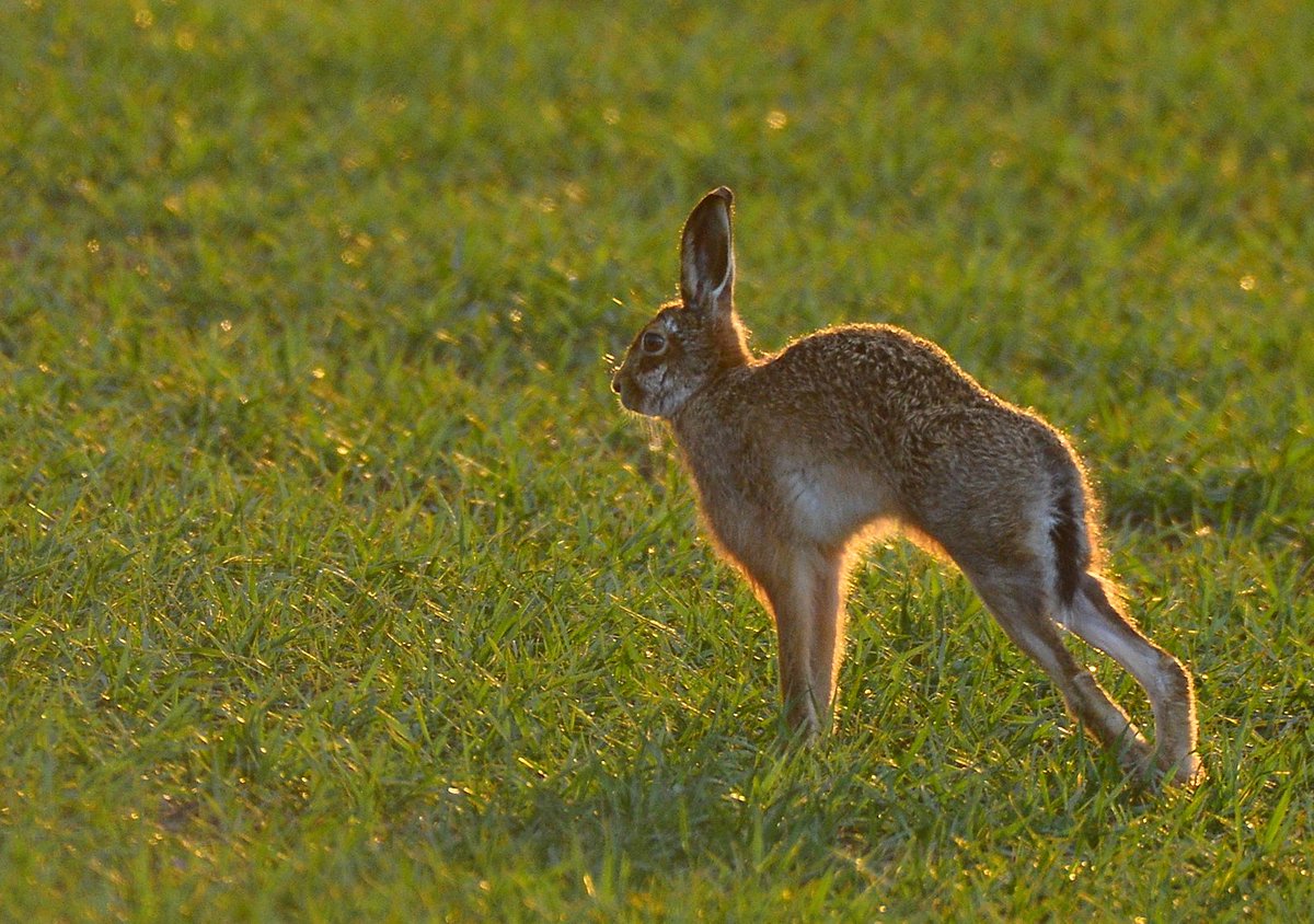 Local Brown hare enjoying a good stretch backlit in the setting sun this evening. #BrownHare @HPT_Official @labmammalgroup